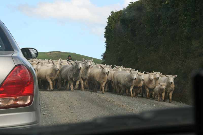 Nieuw-Zeeland 2011 - 1846